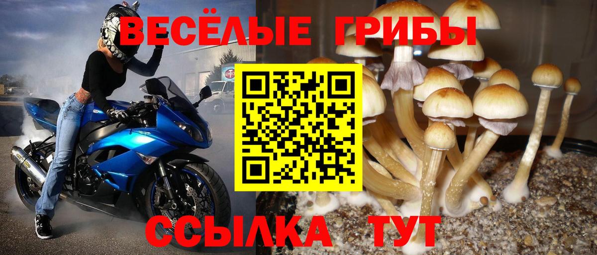 Сокол  Псилоцибиновые грибы прущие грибы  Вход с VPN 
